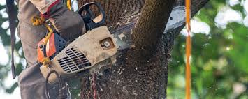Best Seasonal Cleanup (Spring/Fall)  in , NJ