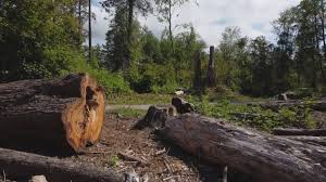 Best Tree Removal  in , NJ
