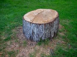 Best Firewood Processing and Delivery  in , NJ