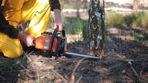 Best Tree Risk Assessment  in , NJ