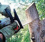 Best Tree Health Inspection  in , NJ