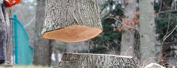 Best Leaf Removal  in , NJ