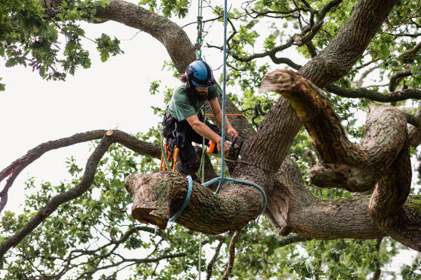 Best Utility Line Clearance  in , NJ