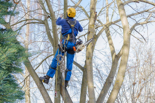 Best Lawn Watering Services  in , NJ
