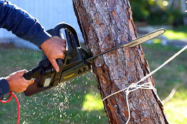 Best Lawn Pest Prevention  in , NJ
