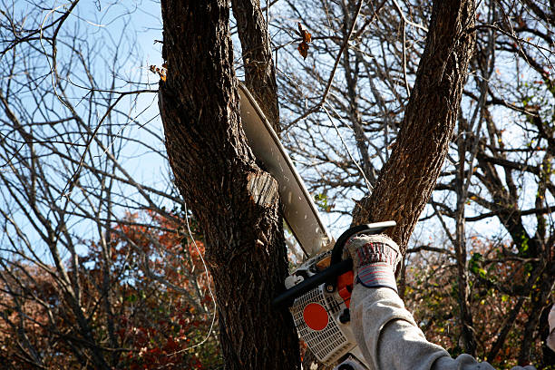 Best Palm Tree Trimming  in , NJ