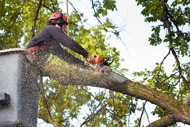 Best Tree Cabling and Bracing  in , NJ