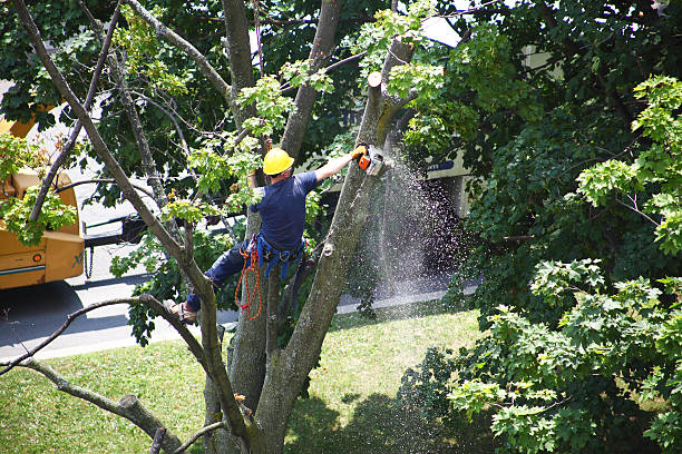 Best Fruit Tree Pruning  in , NJ