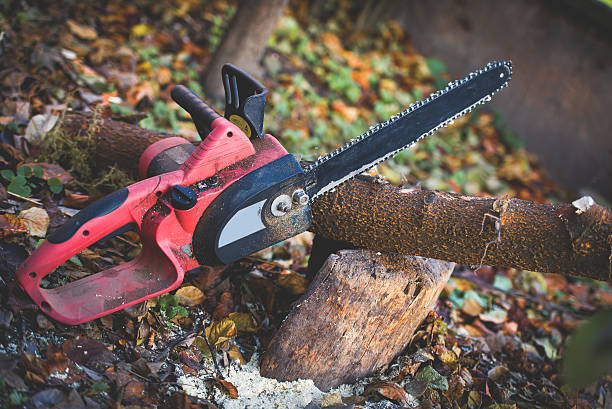 Best Hazardous Tree Removal  in , NJ