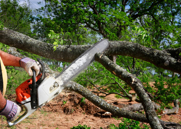  , NJ Tree Care Pros