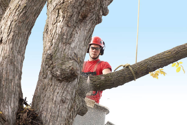 Best Pest Control for Lawns  in , NJ